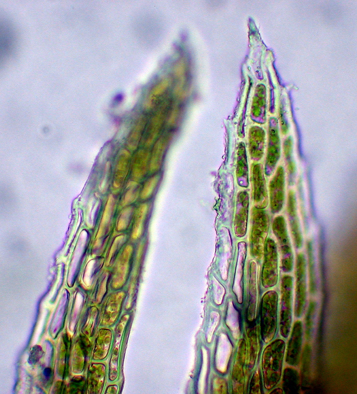 Seligeria donniana